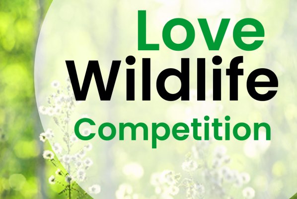 Winning entries in wildlife competition